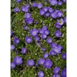 Kép 2/4 - Campanula carpatica 'Pristar Deep Blue' – Kárpáti harangvirág