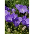Kép 3/4 - Campanula carpatica 'Pristar Deep Blue' – Kárpáti harangvirág