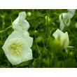 Kép 2/4 - Campanula carpatica 'White Uniform' – Kárpáti harangvirág  - képek rendelés vásárlás a Megyeri Szabolcs Kertészeti webáruházban.