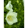 Kép 4/4 - Campanula carpatica 'White Uniform' – Kárpáti harangvirág  - képek rendelés vásárlás a Megyeri Szabolcs Kertészeti webáruházban.