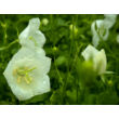 Kép 2/4 - Campanula carpatica 'White Uniforme' – Kárpáti harangvirág  - képek rendelés vásárlás a Megyeri Szabolcs Kertészeti webáruházban.