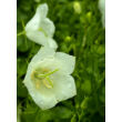 Kép 4/4 - Campanula carpatica 'White Uniforme' – Kárpáti harangvirág  - képek rendelés vásárlás a Megyeri Szabolcs Kertészeti webáruházban.