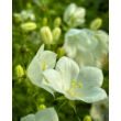 Kép 3/4 - Campanula carpatica 'White Uniforme' – Kárpáti harangvirág  - képek rendelés vásárlás a Megyeri Szabolcs Kertészeti webáruházban.