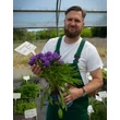 Kép 2/4 - Campanula glomerata 'Genti Blue' – Csomós harangvirág