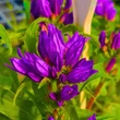 Kép 2/3 - Campanula glomerata 'Genti Blue' – Csomós harangvirág