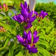 Kép 3/3 - Campanula glomerata 'Genti Blue' – Csomós harangvirág
