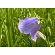 Kép 4/6 - Campanula persicifolia 'Takion Blue' - Baracklevelű harangvirág - képek rendelés vásárlás a Megyeri Szabolcs Kertészeti webáruházban.
