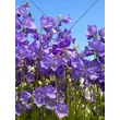 Kép 2/6 - Campanula persicifolia 'Takion Blue' - Baracklevelű harangvirág - képek rendelés vásárlás a Megyeri Szabolcs Kertészeti webáruházban.
