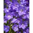 Kép 1/6 - Campanula persicifolia 'Takion Blue' - Baracklevelű harangvirág