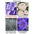 Kép 6/6 - Campanula persicifolia 'Takion Blue' - Baracklevelű harangvirág