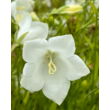 Kép 1/3 - Campanula persicifolia 'Takion White' - Baracklevelű fehér harangvirág
