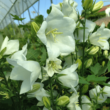 Campanula persicifolia 'Takion White' - Baracklevelű fehér harangvirág