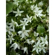 Kép 2/3 - Campanula poscharskyana 'Silberregen' – Balkáni harangvirág - képek rendelés vásárlás a Megyeri Szabolcs Kertészeti webáruházban.