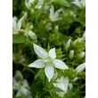 Kép 3/3 - Campanula poscharskyana 'Silberregen' – Balkáni harangvirág - képek rendelés vásárlás a Megyeri Szabolcs Kertészeti webáruházban.