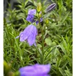 Kép 4/4 - Campanula rotundifolia – Kereklevelű harangvirág - képek rendelés vásárlás a Megyeri Szabolcs Kertészeti webáruházban.