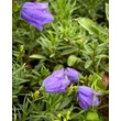 Kép 2/4 - Campanula rotundifolia – Kereklevelű harangvirág - képek rendelés vásárlás a Megyeri Szabolcs Kertészeti webáruházban.