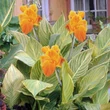 Kép 2/2 - Canna indica 'Tropicanna Gold'® – Kánna
