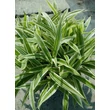 Kép 1/3 - Carex ciliatomarginata 'Treasure Island' – Sás