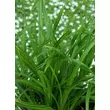 Kép 3/4 - Carex morrowii 'Irish Green' – Díszsás