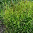 Kép 1/2 - Carex muskingumensis 'Little Midge'