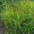 Kép 1/2 - Carex muskingumensis 'Little Midge'