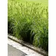 Kép 1/4 - Carex muskingumensis 'Silberstreif' – Pálmalevelű sás