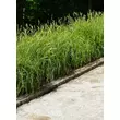 Kép 2/4 - Carex muskingumensis 'Silberstreif' – Pálmalevelű sás