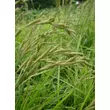 Kép 4/4 - Carex muskingumensis 'Silberstreif' – Pálmalevelű sás