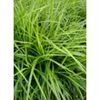 Kép 3/4 - Carex muskingumensis 'Silberstreif' – Pálmalevelű sás