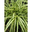 Kép 2/5 - Carex oshimensis 'Evergold' - Sás