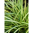 Kép 1/5 - Carex oshimensis 'Evergold' - Sás