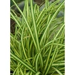 Kép 3/5 - Carex oshimensis 'Evergold' - Sás