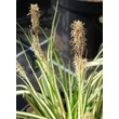 Kép 4/5 - Carex oshimensis 'Evergold' - Sás