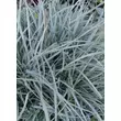 Kép 1/3 - Carex panicea 'Pamira' – Muhar sás