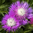 Kép 1/2 - Centaurea dealbata 'Bright Rose' – Szürkés imola