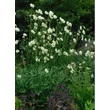 Kép 2/5 - Cephalaria gigantea – Óriás fejvirág