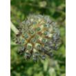 Kép 4/5 - Cephalaria gigantea – Óriás fejvirág