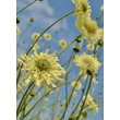 Kép 5/5 - Cephalaria gigantea – Óriás fejvirág
