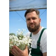Kép 2/7 - Cerastium tomentosum - Molyhos madárhúr