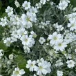 Kép 2/4 - Cerastium tomentosum - Molyhos madárhúr