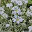 Kép 2/6 - Cerastium tomentosum - Molyhos madárhúr