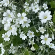 Kép 3/4 - Cerastium tomentosum - Molyhos madárhúr