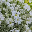 Kép 4/7 - Cerastium tomentosum - Molyhos madárhúr