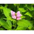 Kép 2/4 - Chelone obiliqua - Csinos gerlefej - képek rendelés vásárlás a Megyeri Szabolcs Kertészeti webáruházban.