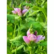 Kép 3/4 - Chelone obiliqua - Csinos gerlefej - képek rendelés vásárlás a Megyeri Szabolcs Kertészeti webáruházban.
