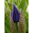 Kép 3/5 - Clematis integrifolia - Réti iszalag