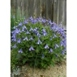 Kép 2/5 - Clematis integrifolia - Réti iszalag
