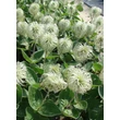 Kép 5/5 - Clematis integrifolia - Réti iszalag