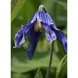 Kép 4/5 - Clematis integrifolia - Réti iszalag