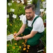 Kép 2/5 - Coreopsis auriculata 'Nana' – Törpe menyecskeszem